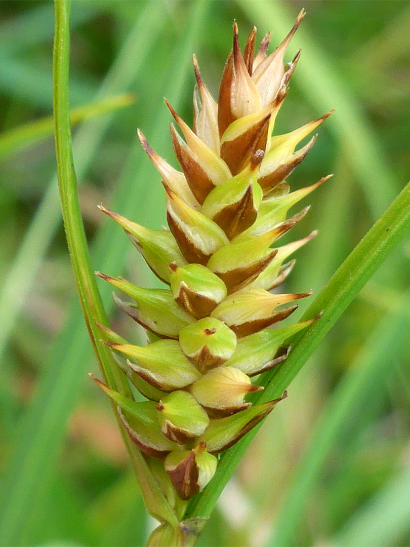 Bottle sedge