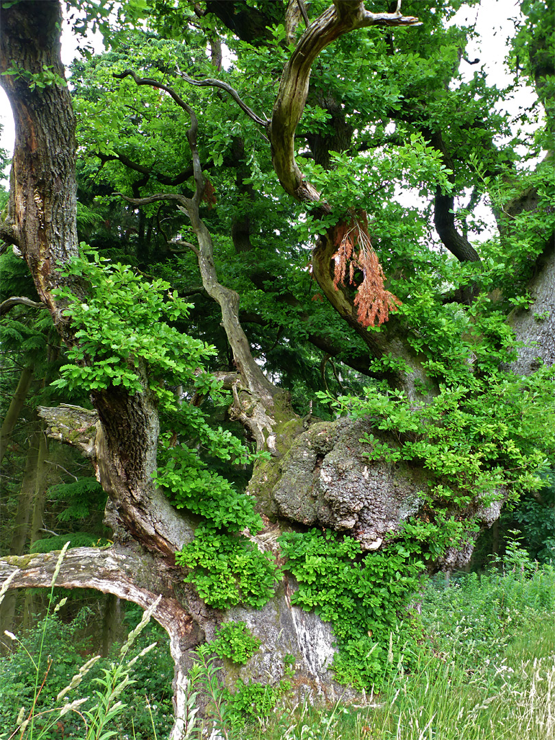 Ancient oak