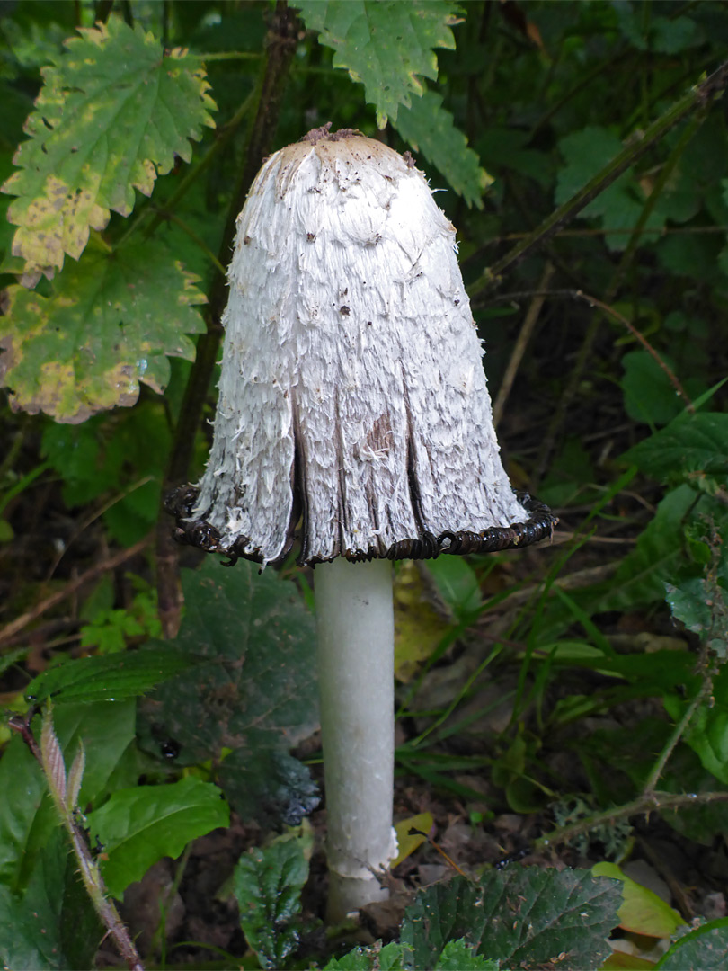 Shaggy inkcap