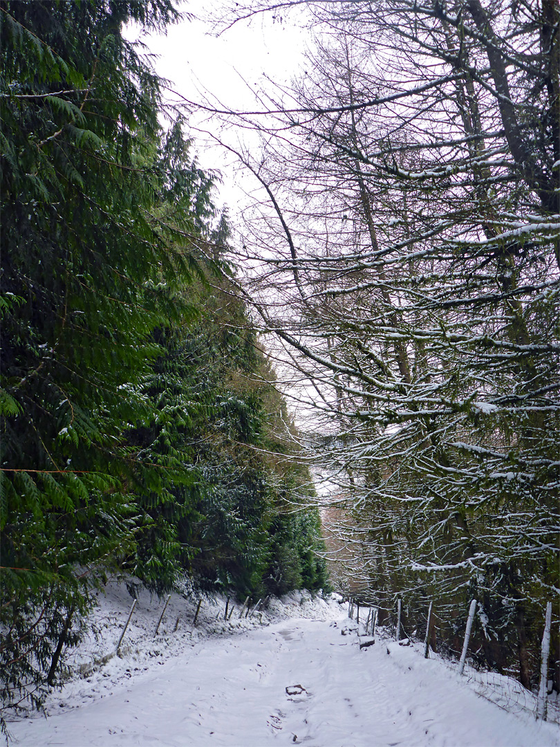 Nant Pyrgad track