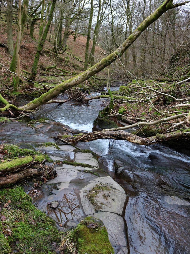 Trees and rocks