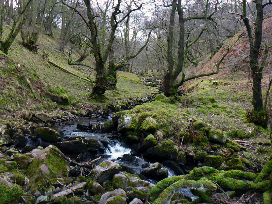 Mossy boulders