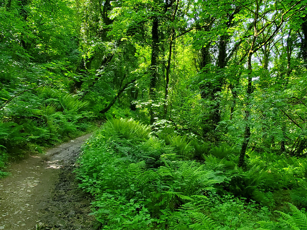 Path through the glen