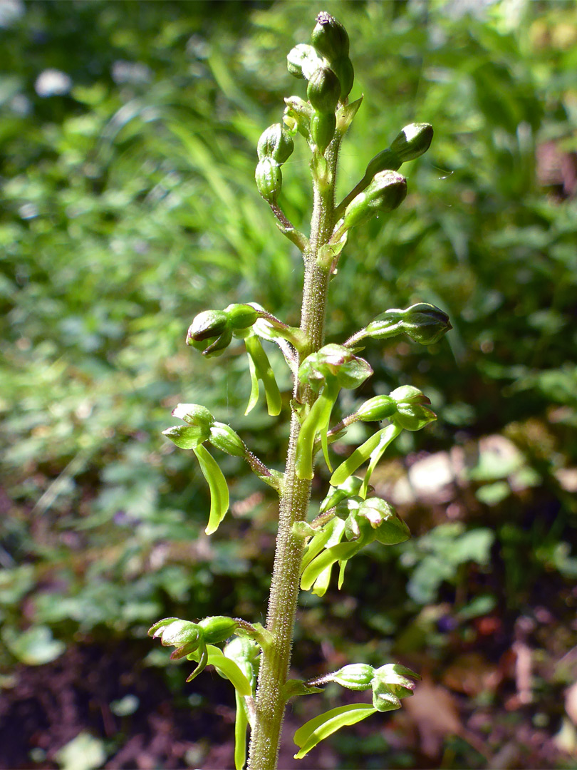 Common twayblade