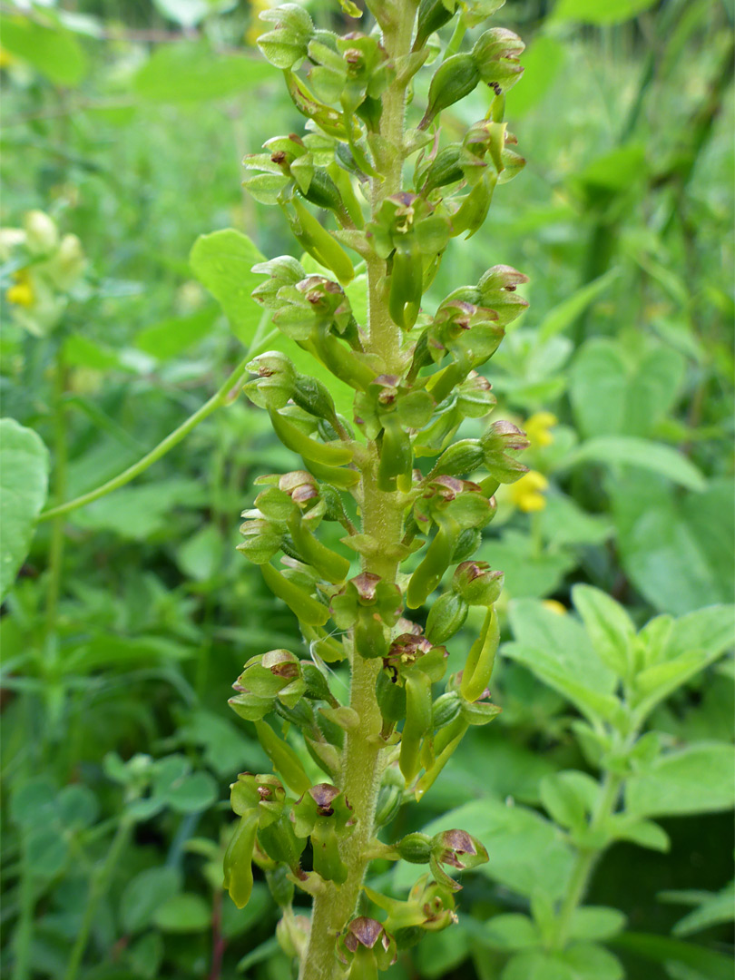 Common twayblade