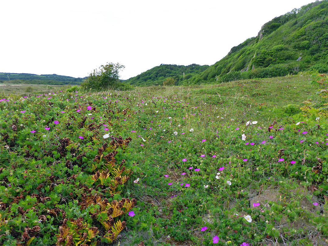 Wildflowers