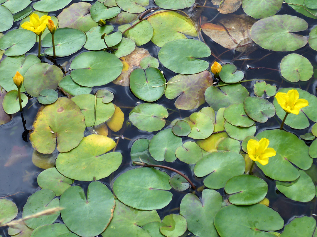 Flowers and leaves