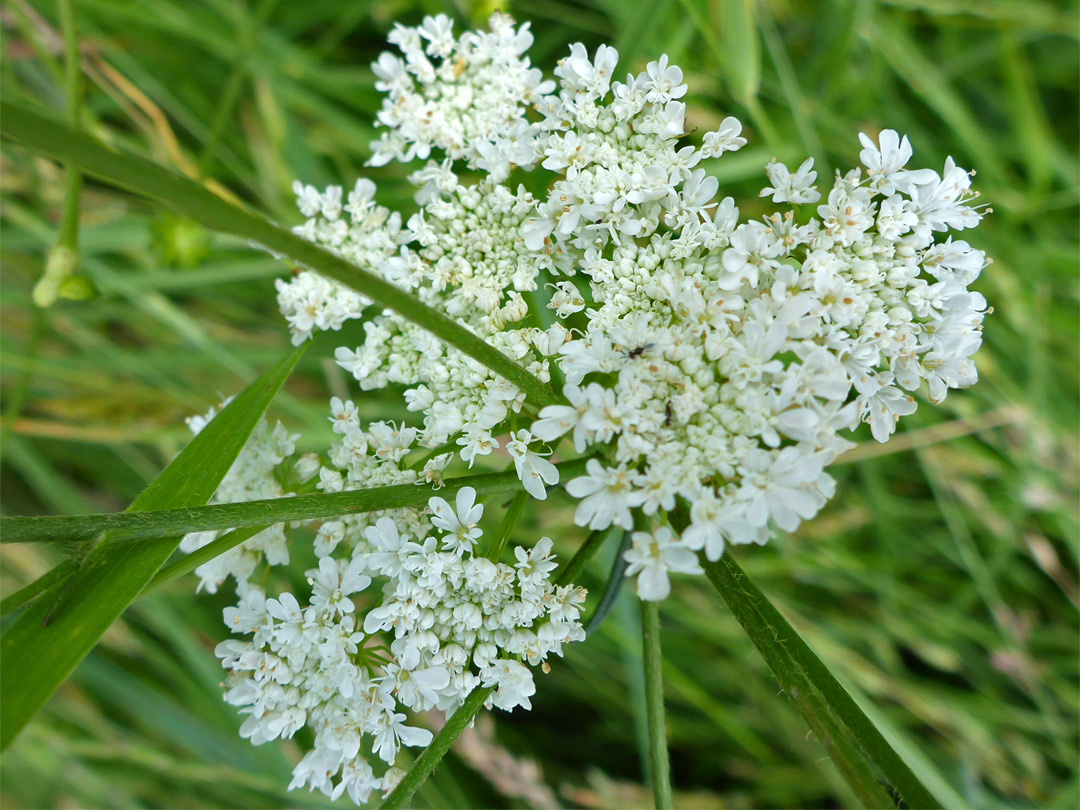 Parsley water-dropwort