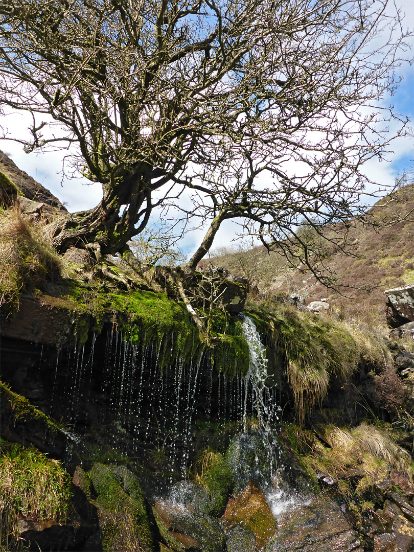 Tree beside the stream