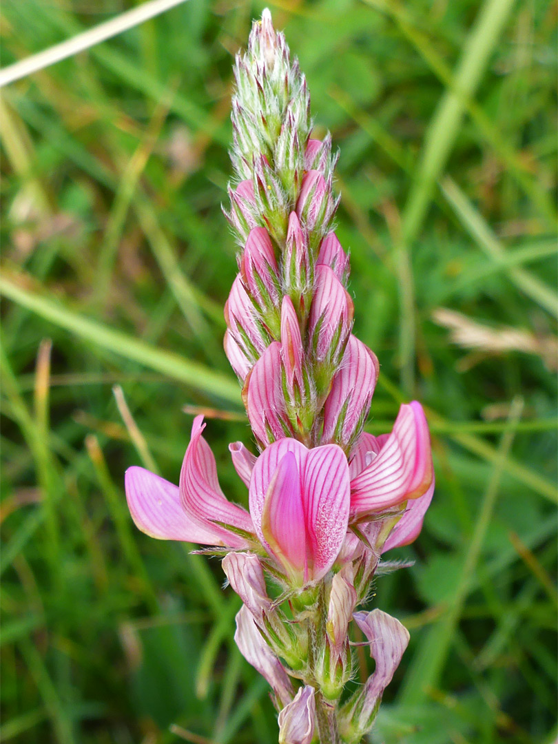 Common sainfoin