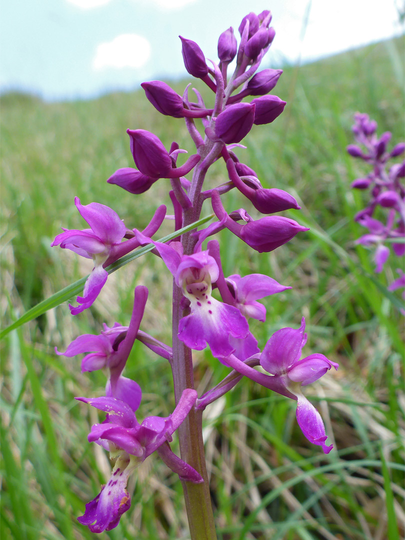 Early purple orchid