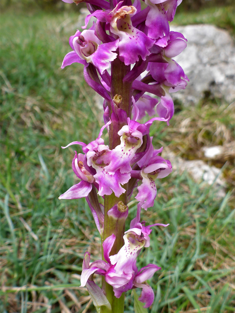 White-centered flowers