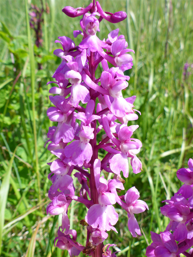 Early purple orchid