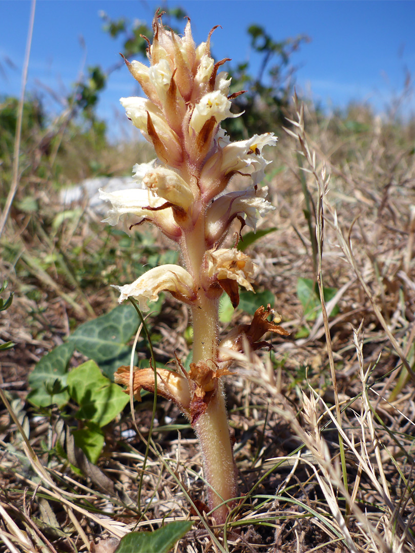 Ivy broomrape