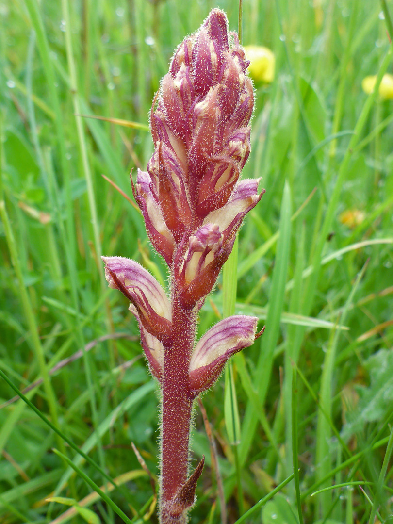 Red stem