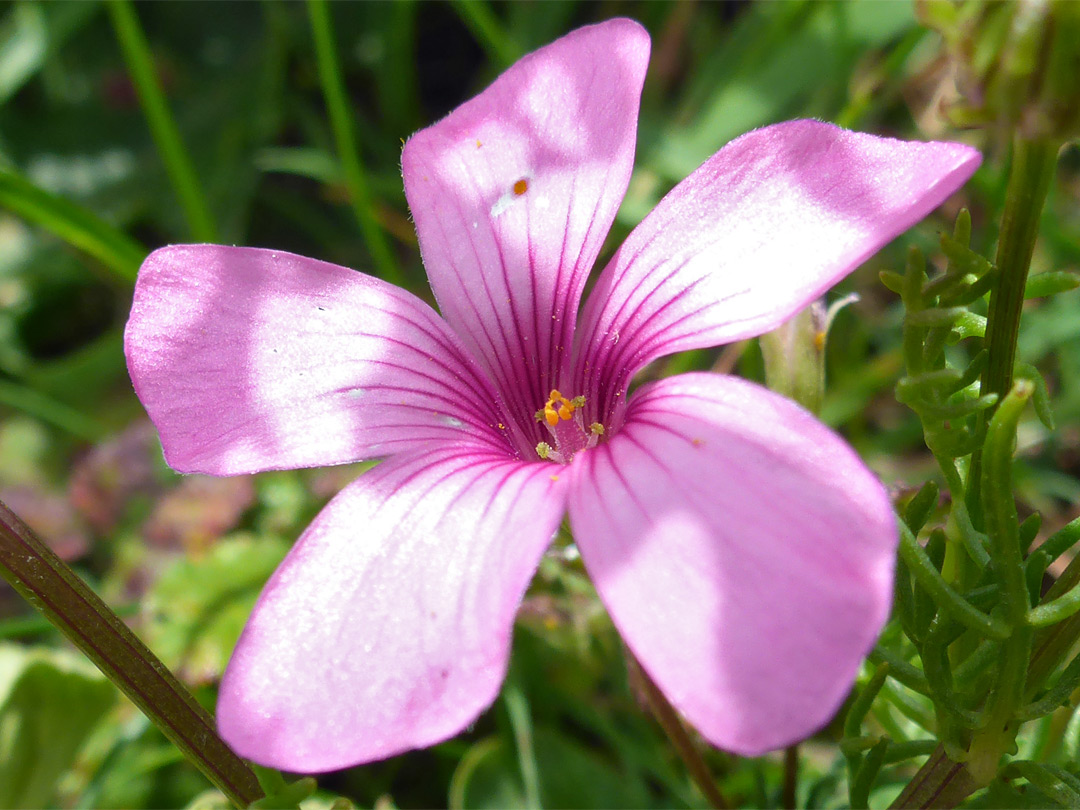 Five-petalled flower