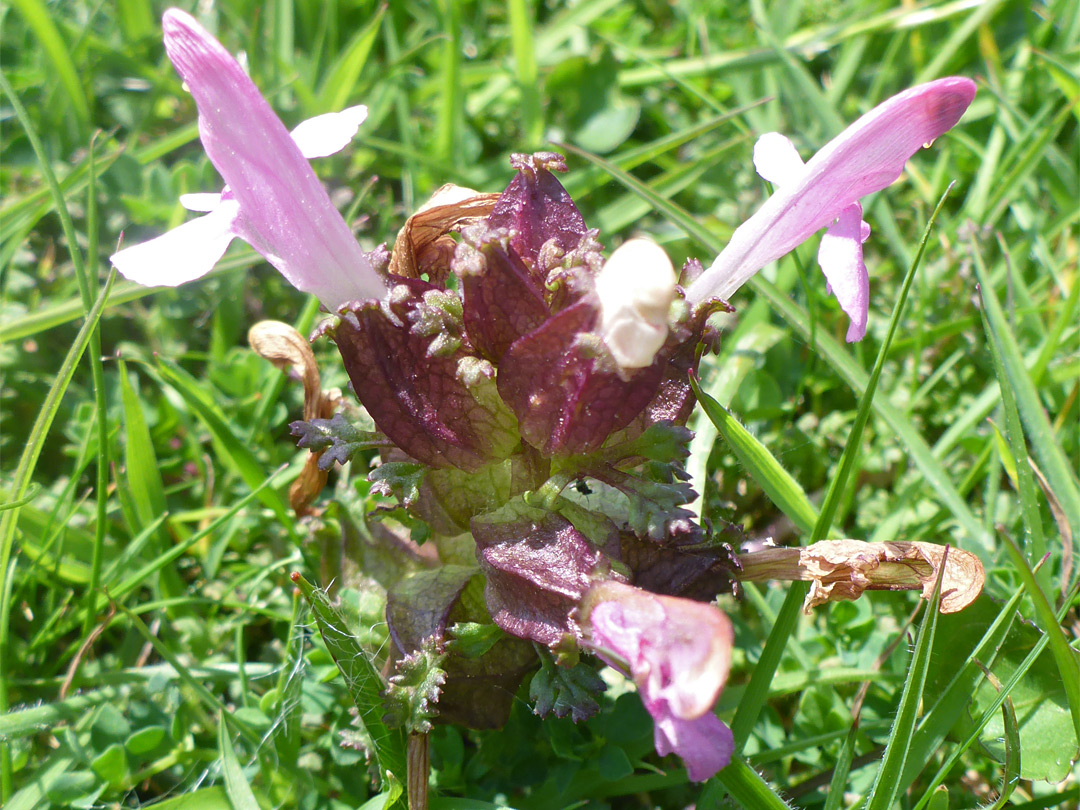 Lousewort