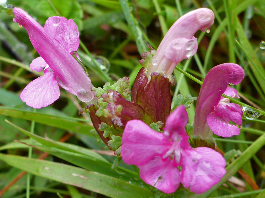 Pink flowers