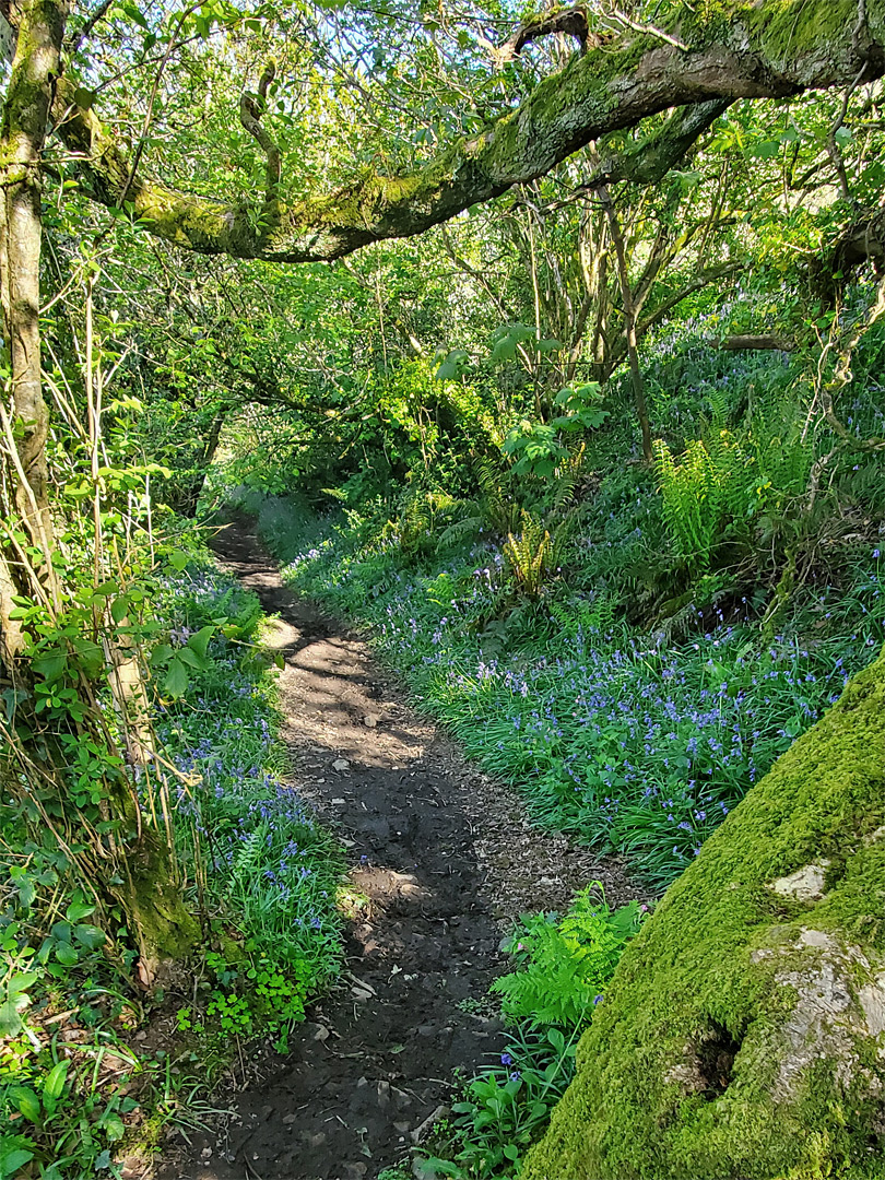 Bluebell path