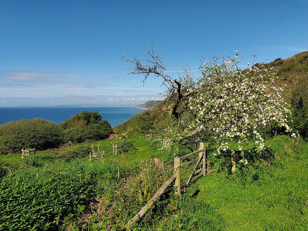 Field at Peppercombe