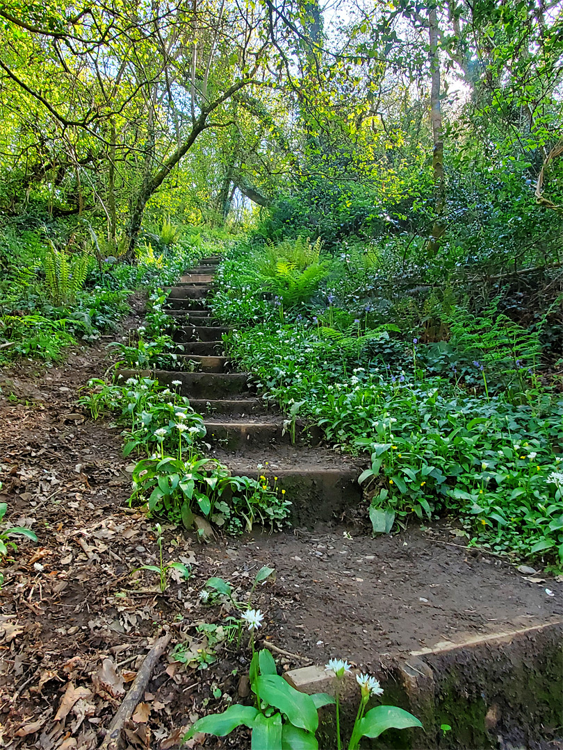 Woodland steps