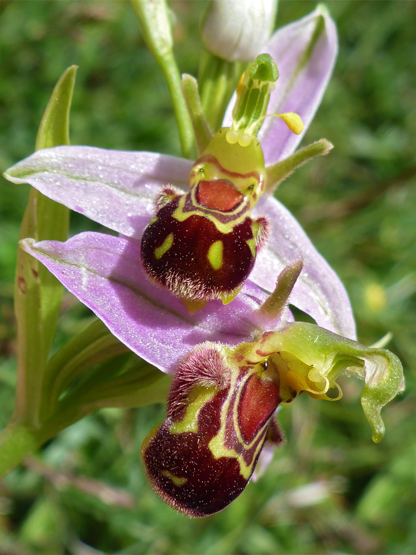 Bee orchid