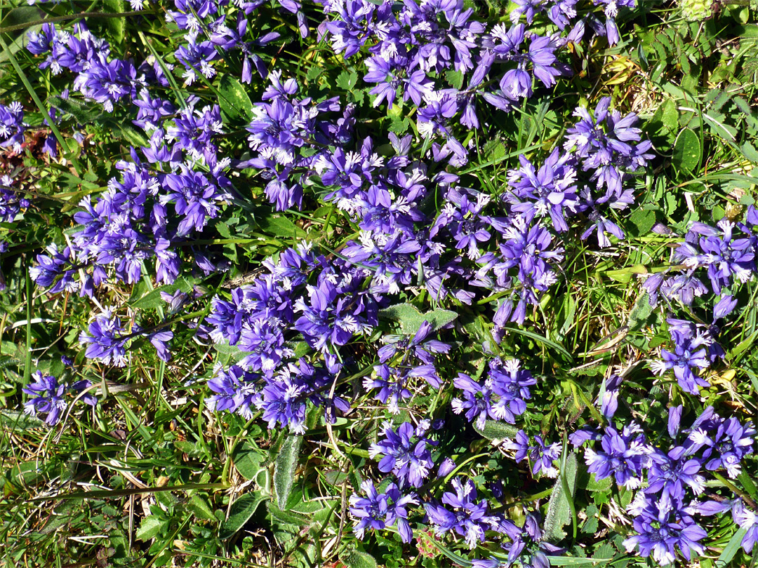 Many milkwort flowers