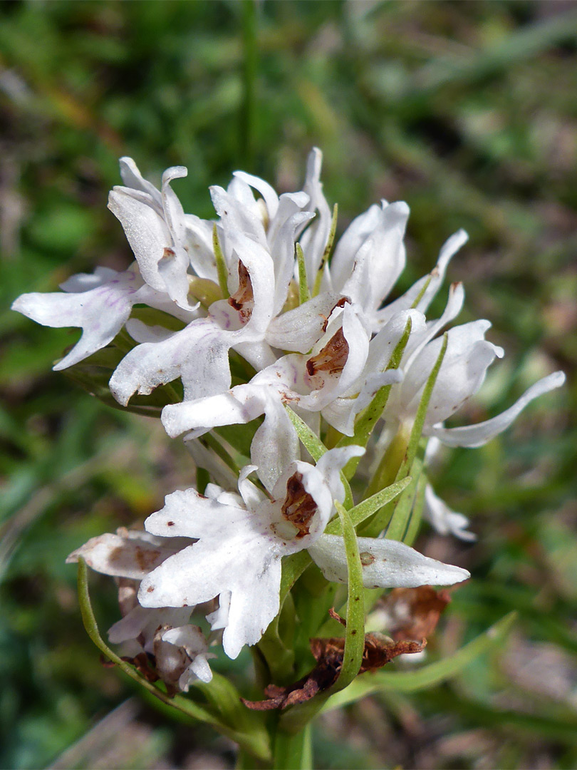 White-flowered orchid