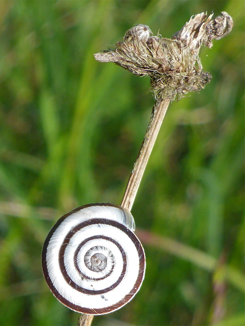 Striped snail