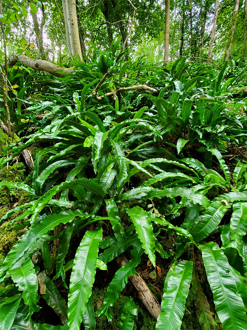 Hart's-tongue ferns