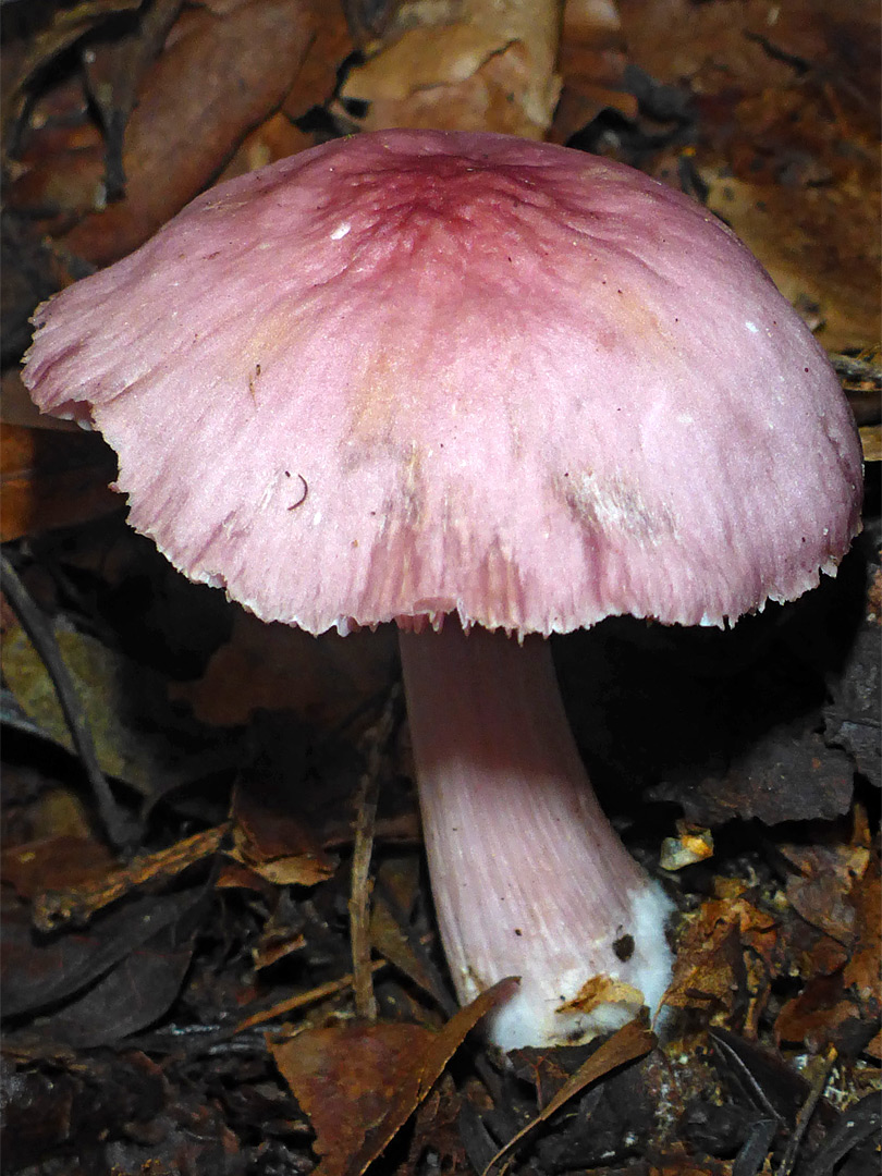 Rosy bonnet