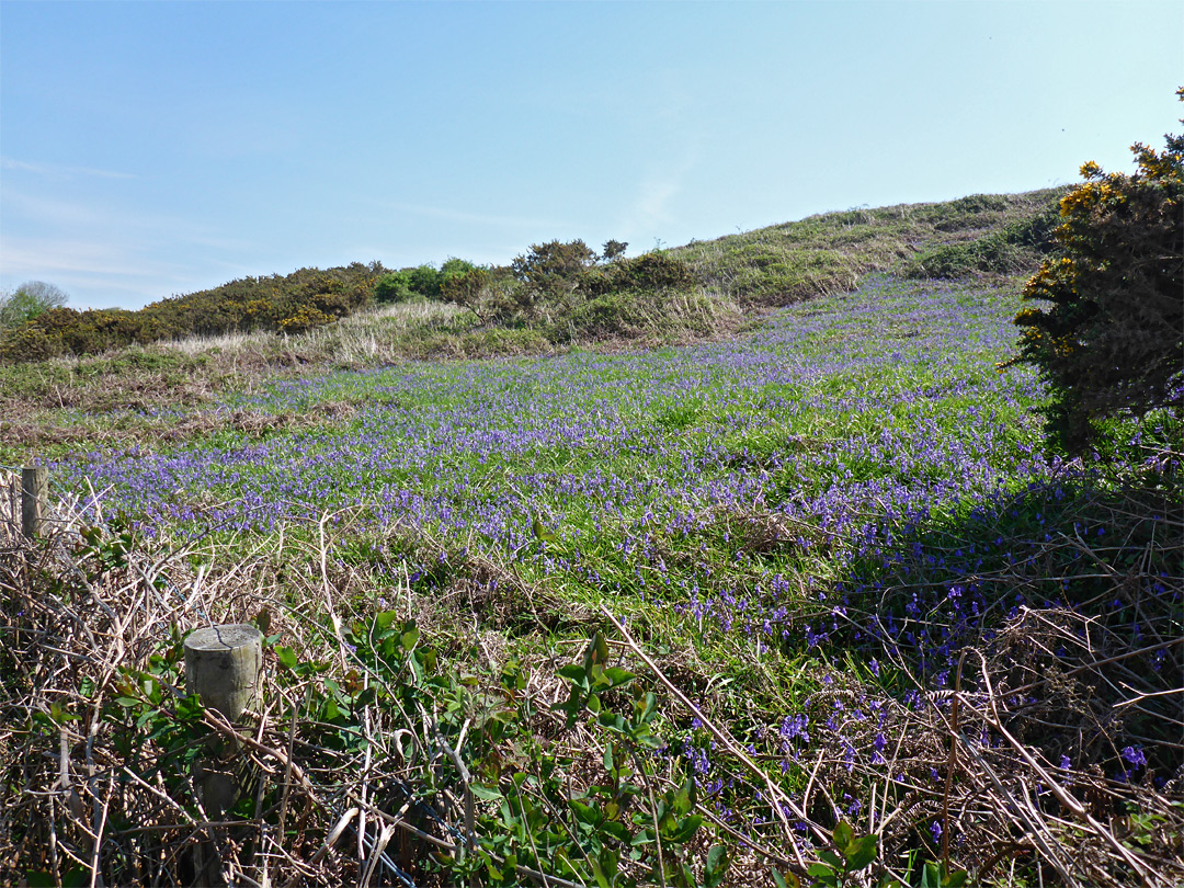 Bluebells