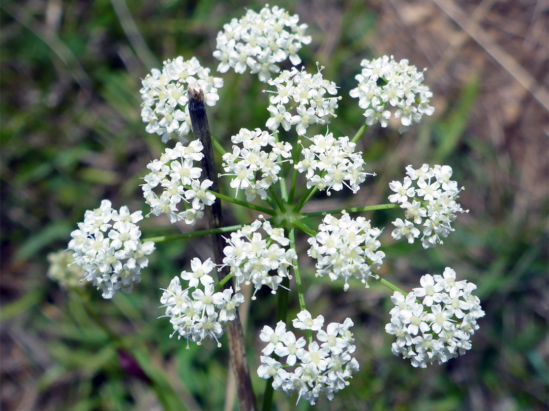 Burnet saxifrage