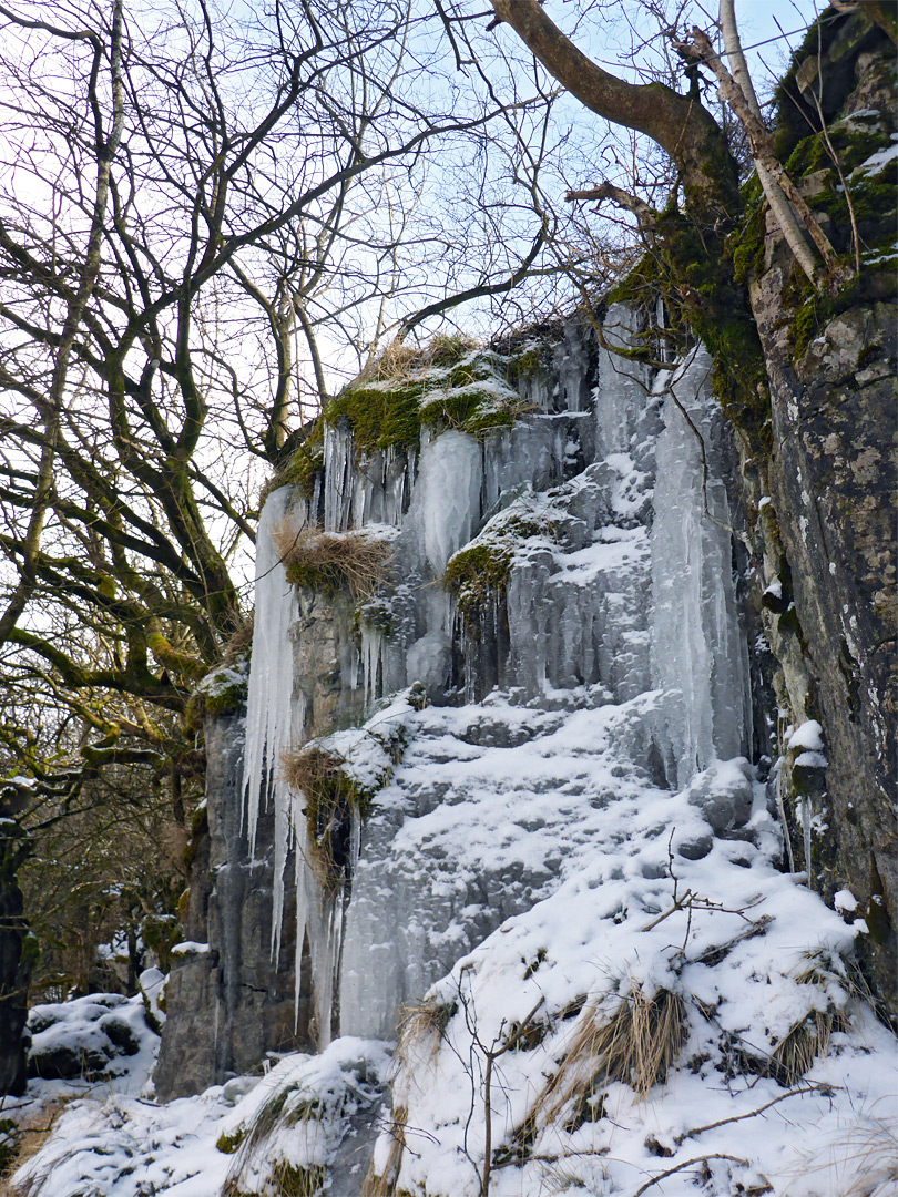 Trees and icicles