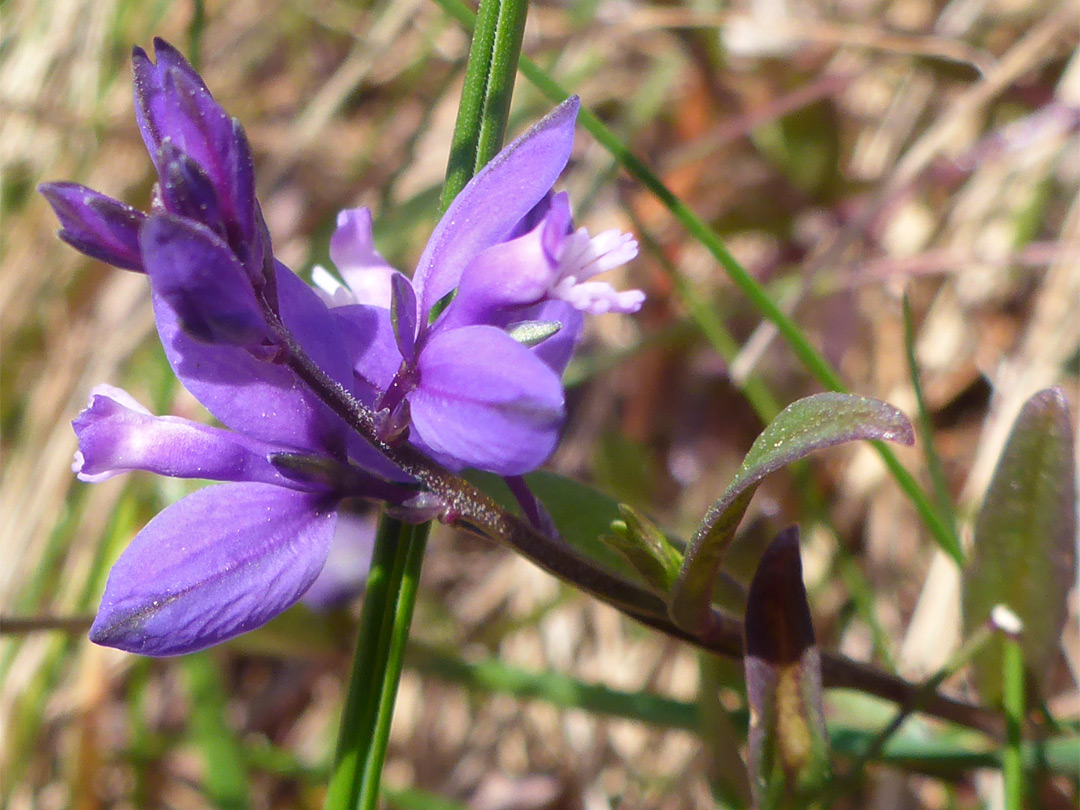 Flowering stem