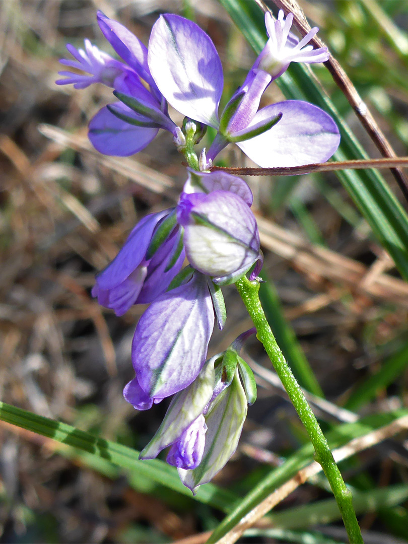 Common milkwort