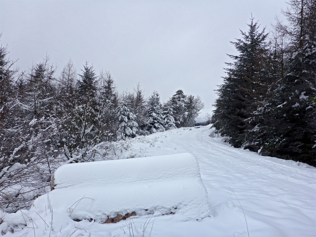 Forest track