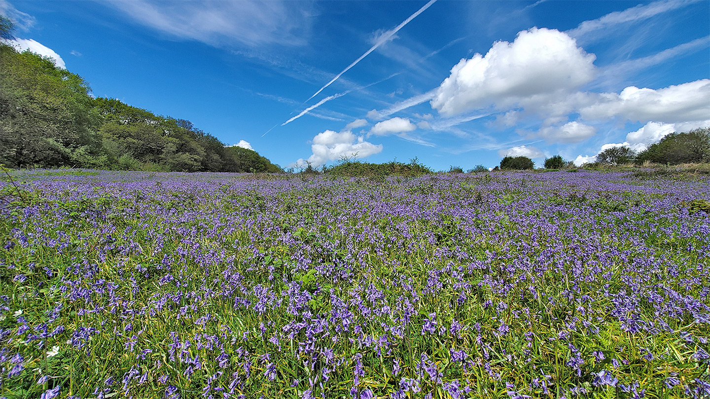 Field of bluebells