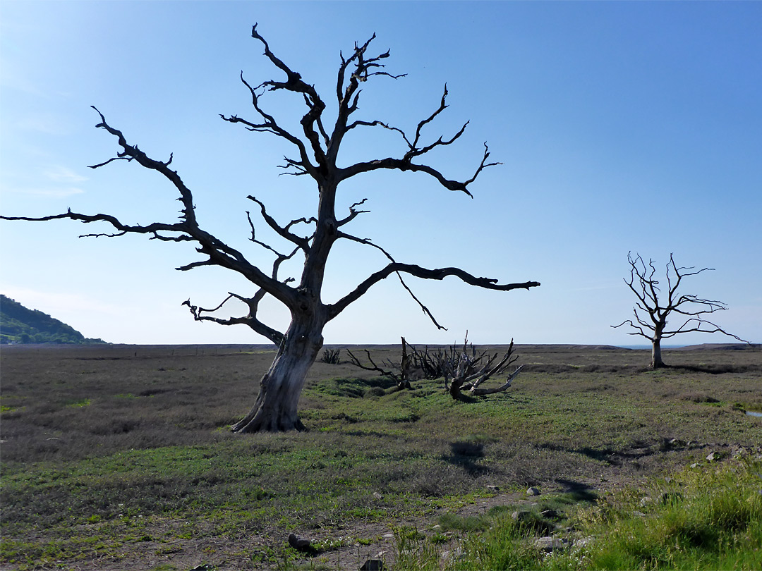 Two trees