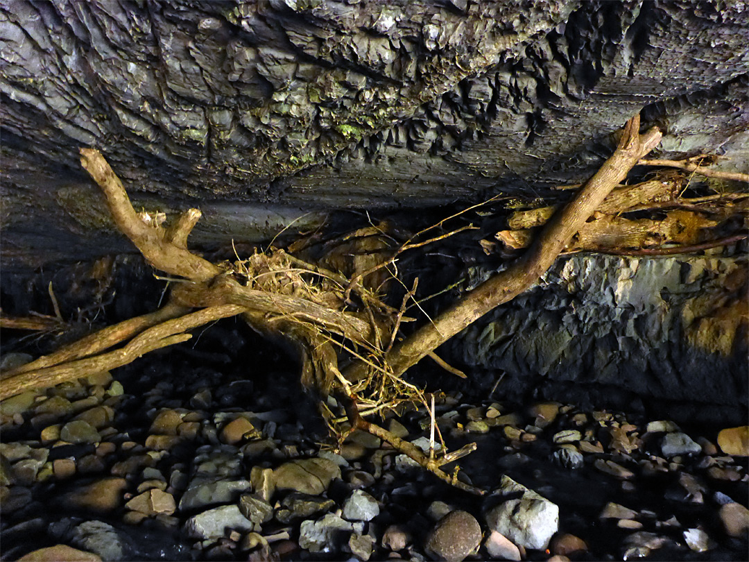 Driftwood