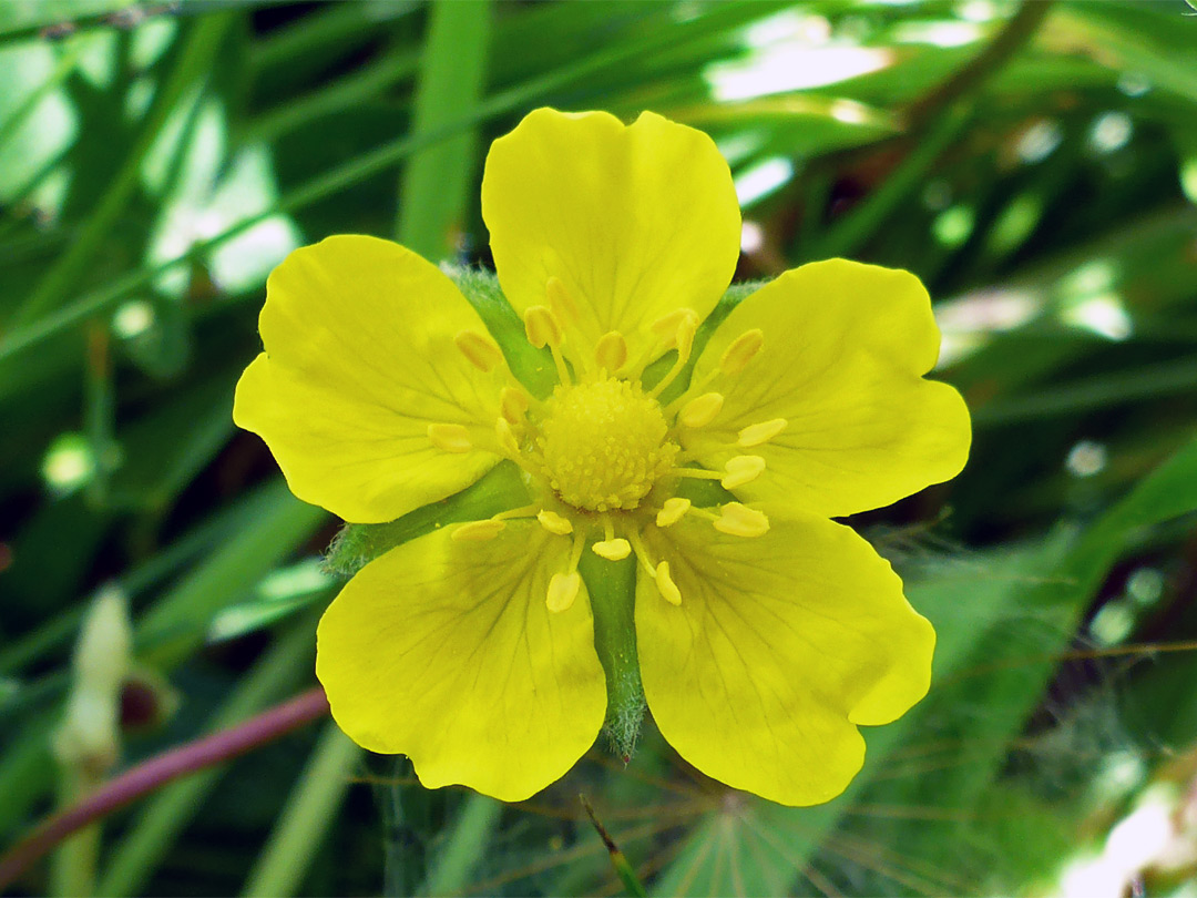 Five-petalled flower