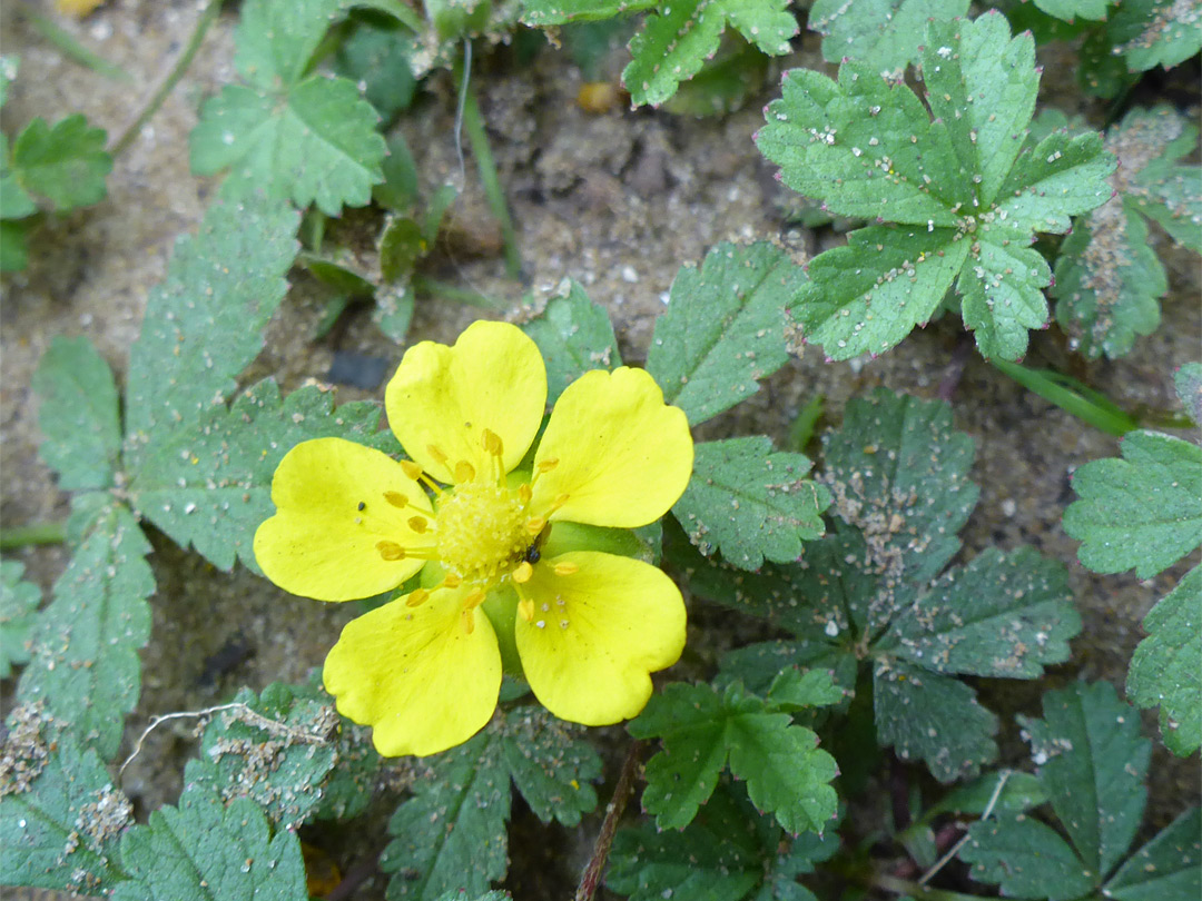 Creeping cinquefoil