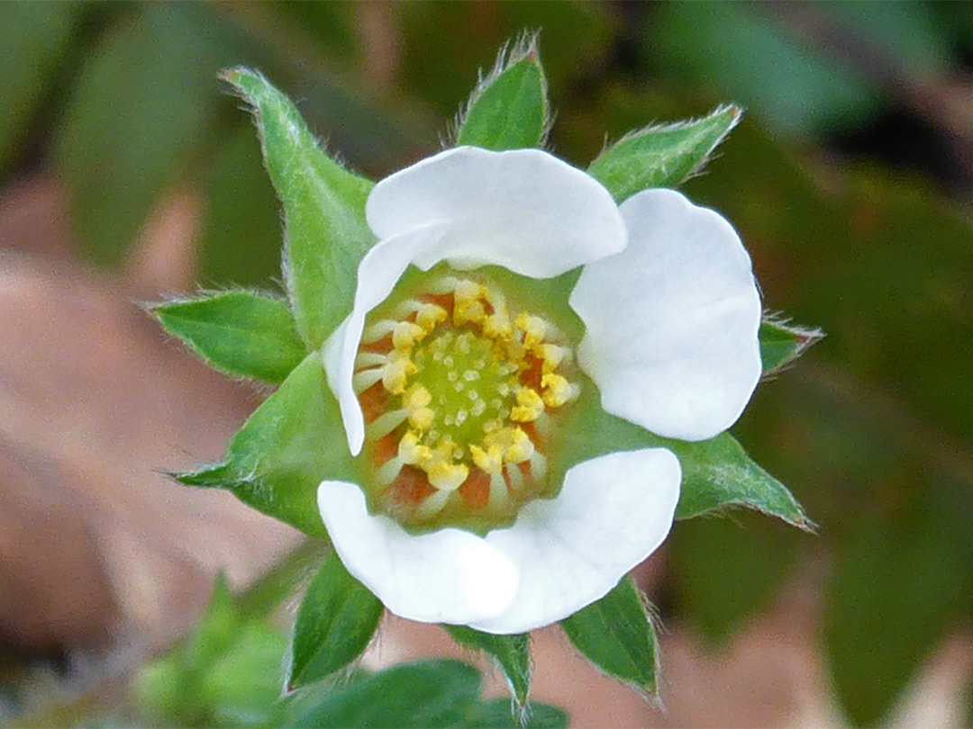 Developing flower