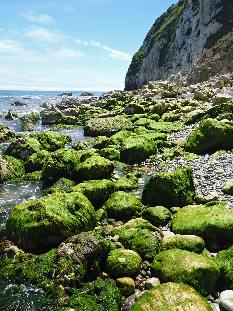 Seaweed-covered rocks