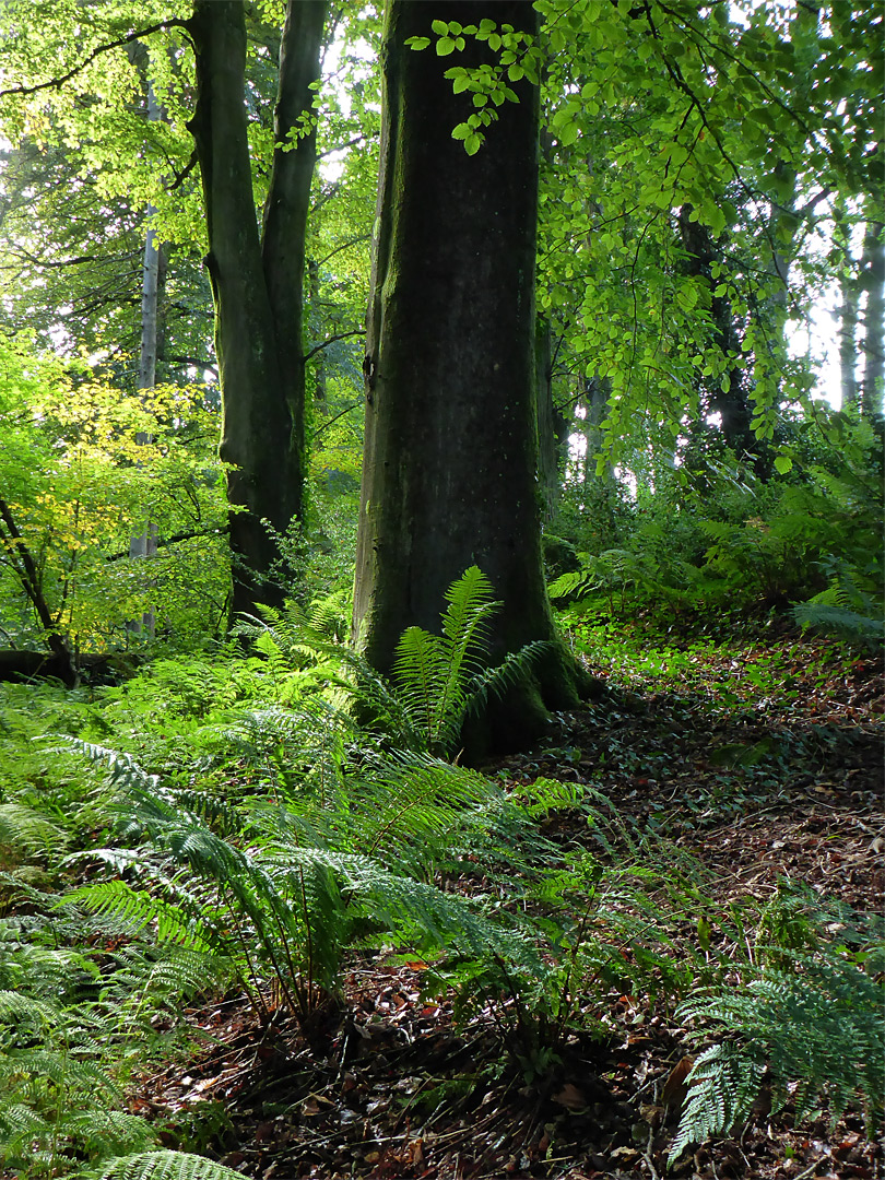 Sun on ferns