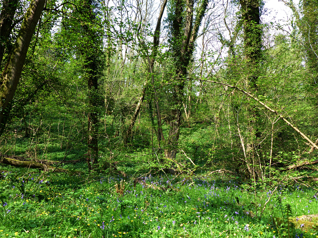 Overgrown woodland