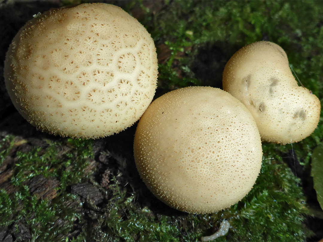 Stump puffball