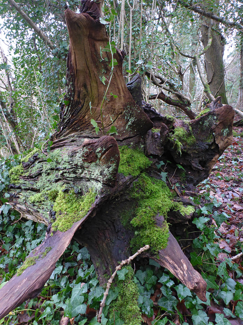 Tree roots