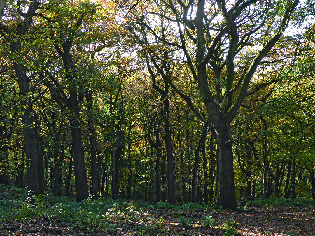 Trees on sloping ground