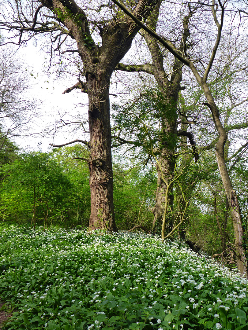 Wild garlic